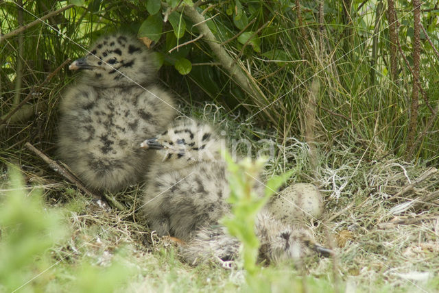 Zilvermeeuw (Larus argentatus)