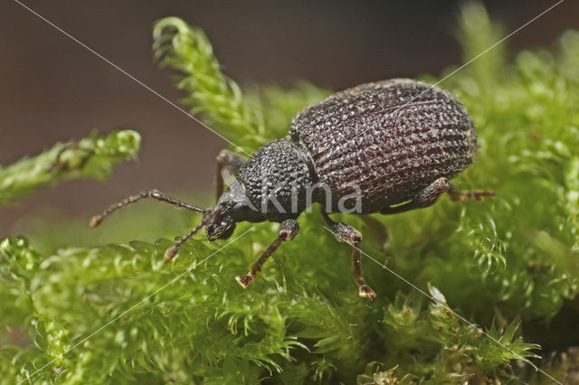 Zwarte lapsnuittor (Otiorhynchus rugosostriatus)