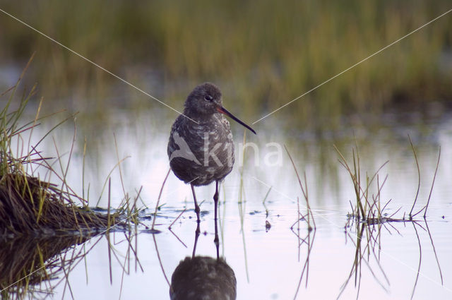 Zwarte Ruiter (Tringa erythropus)