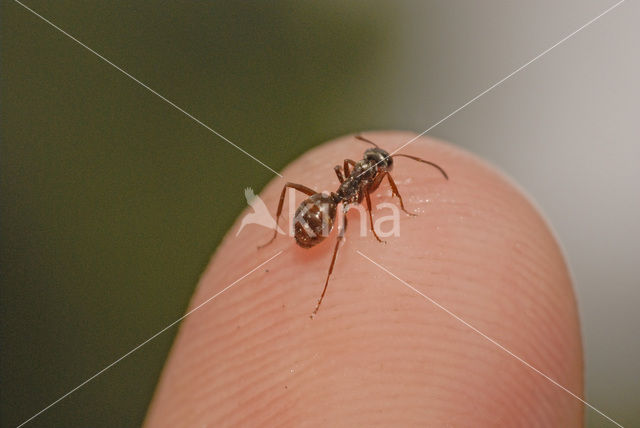 Small Black Ant (Lasius niger)