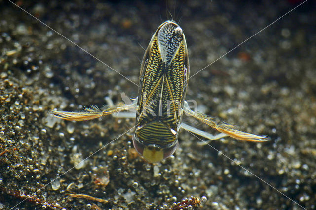 Zwartvoetje (Sigara lateralis)