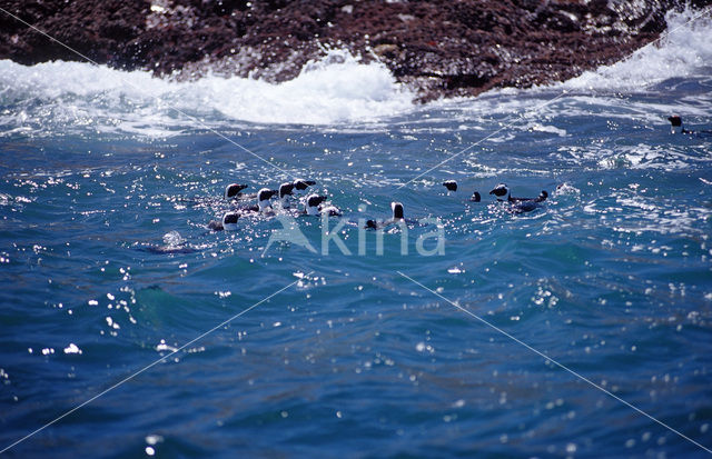 Zwartvoetpinguin (Spheniscus demersus)