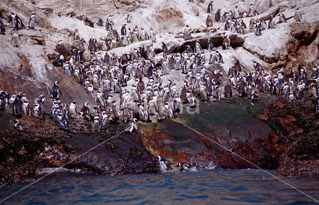 Zwartvoetpinguin (Spheniscus demersus)