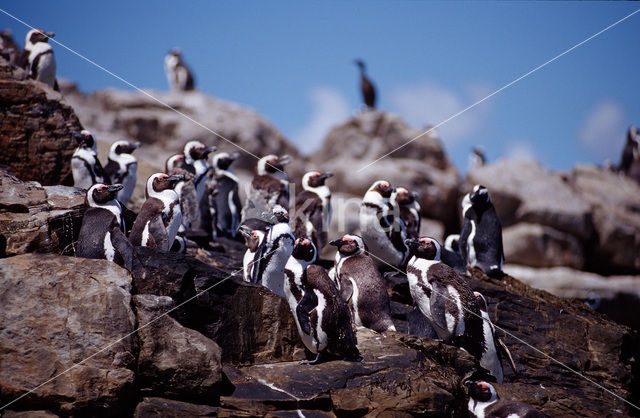 Zwartvoetpinguin (Spheniscus demersus)