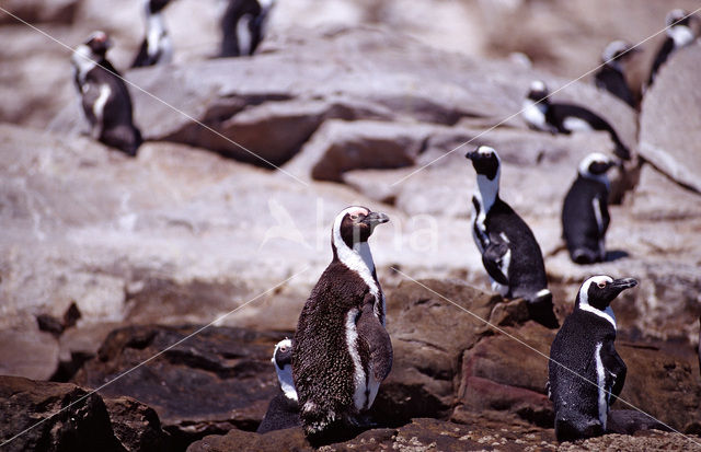 Zwartvoetpinguin (Spheniscus demersus)