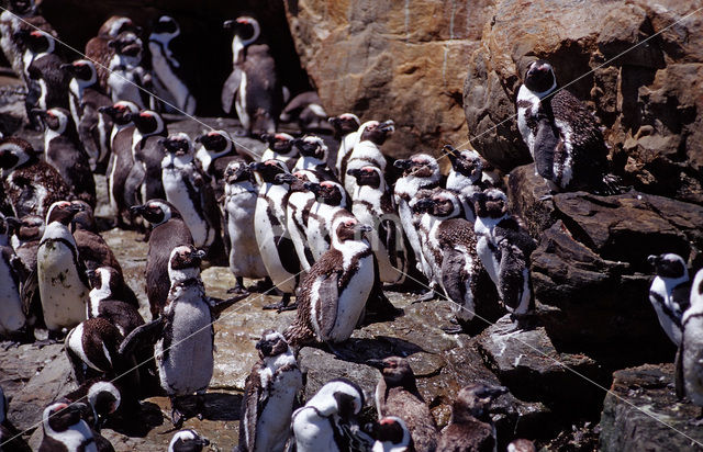 Zwartvoetpinguin (Spheniscus demersus)