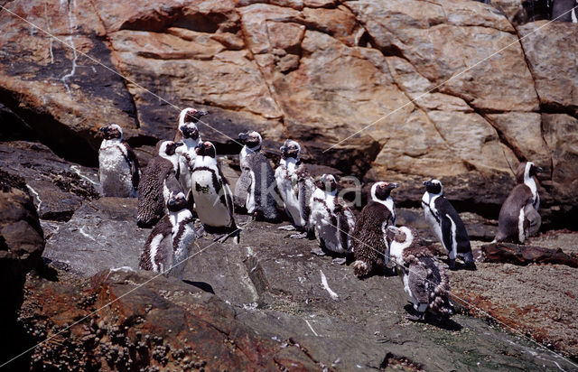 Zwartvoetpinguin (Spheniscus demersus)