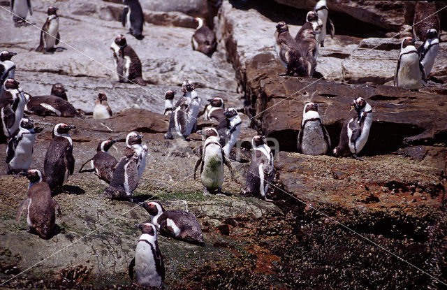 Zwartvoetpinguin (Spheniscus demersus)