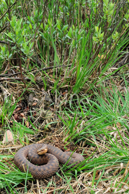 Adder (Vipera berus)