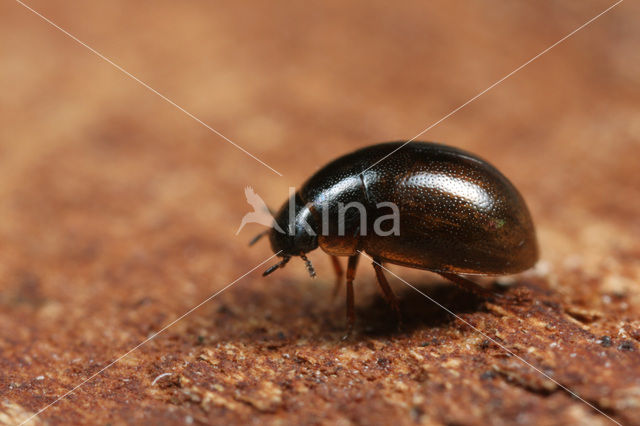 Anacaena lutescens