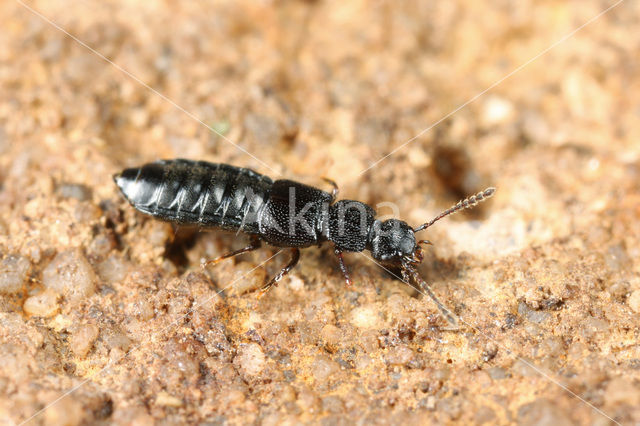 Anotylus rugosus