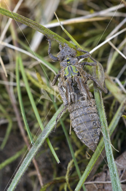 Beekrombout (Gomphus vulgatissimus)