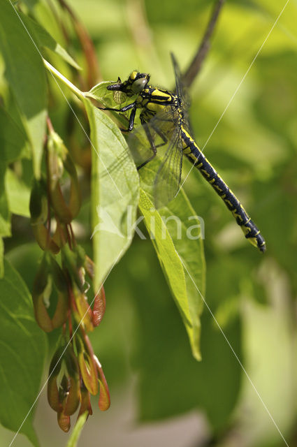 Beekrombout (Gomphus vulgatissimus)