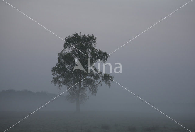 Berk (Betula)