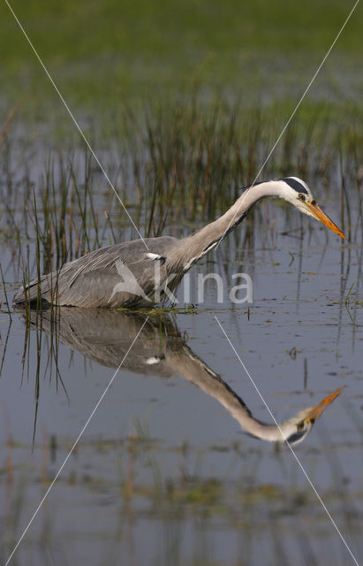 Blauwe Reiger (Ardea cinerea)