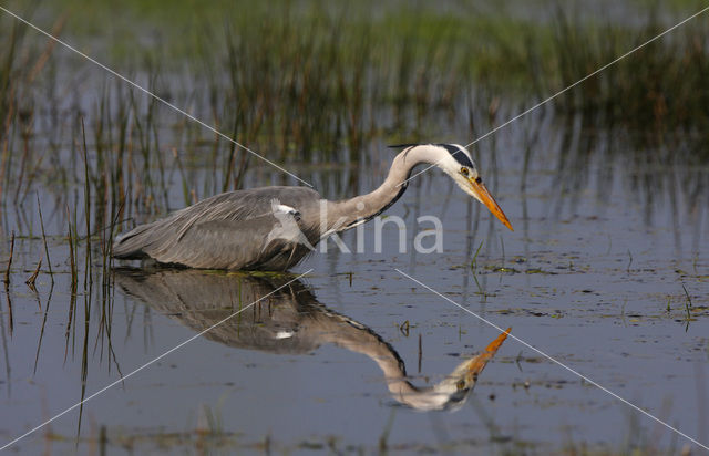 Blauwe Reiger (Ardea cinerea)