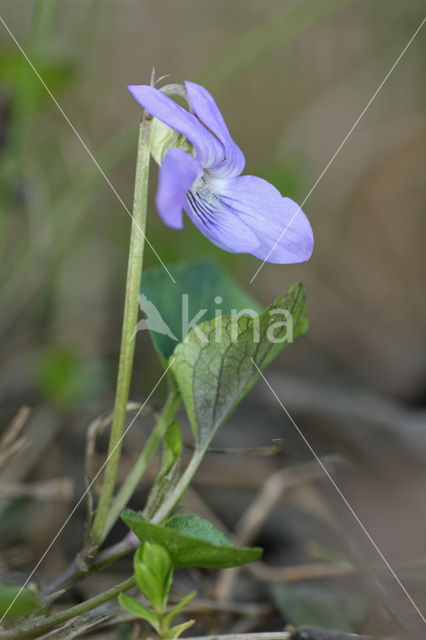 Bleeksporig bosviooltje (Viola riviniana)