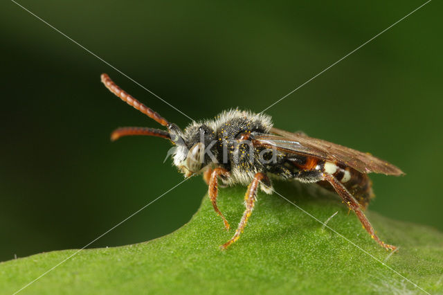 Bleekvlekwespbij (Nomada alboguttata)