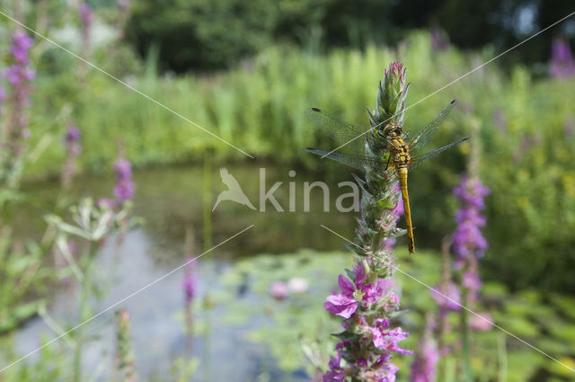 Bloedrode heidelibel (Sympetrum sanguineum)