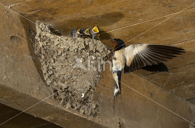 Boerenzwaluw (Hirundo rustica)