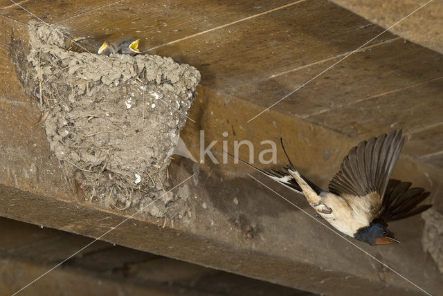 Boerenzwaluw (Hirundo rustica)