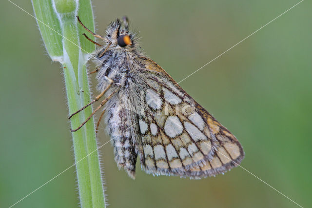 Bont dikkopje (Carterocephalus palaemon)