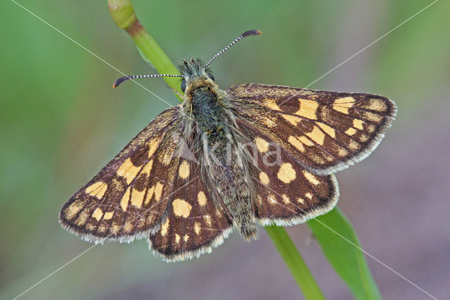 Bont dikkopje (Carterocephalus palaemon)