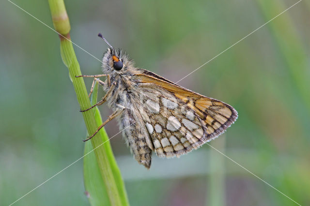 Bont dikkopje (Carterocephalus palaemon)