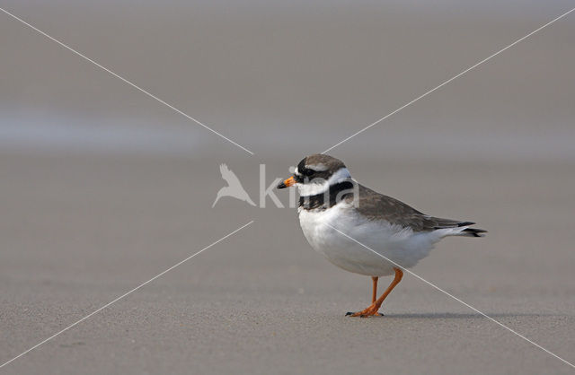 Ringed Plover (Charadrius hiaticula)