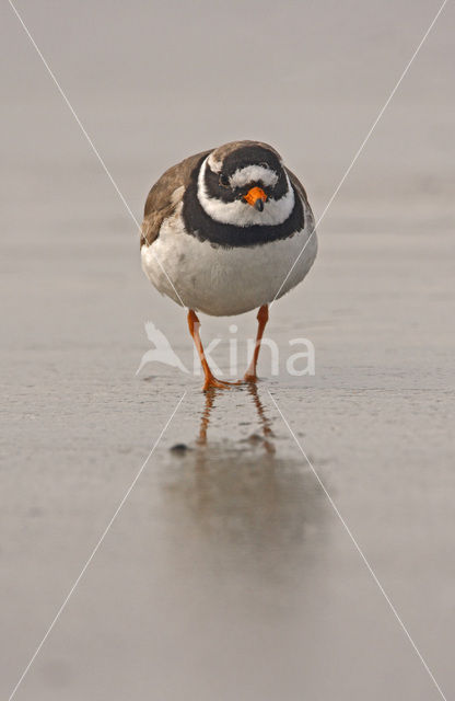 Bontbekplevier (Charadrius hiaticula)