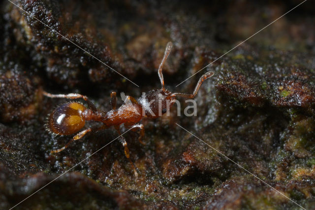 Boomslankmier (Leptothorax affinis)