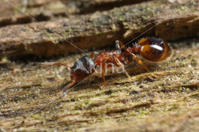 Boomslankmier (Leptothorax affinis)