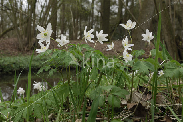 Bosanemoon (Anemone nemorosa)