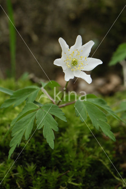 Bosanemoon (Anemone nemorosa)