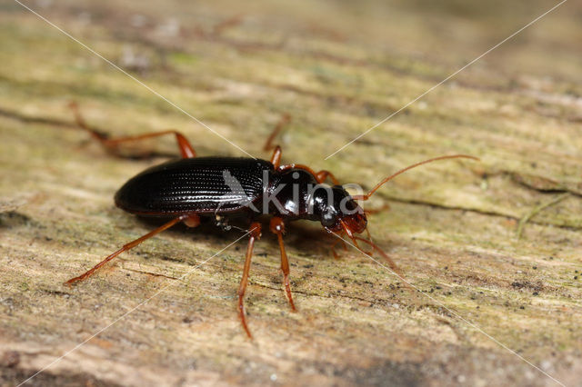 Bosbaardloper (Leistus rufomarginatus)