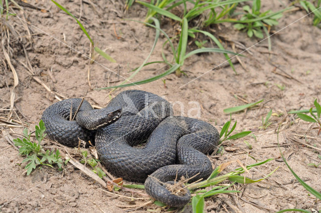 Bosnische adder (Vipera berus bosniensis)