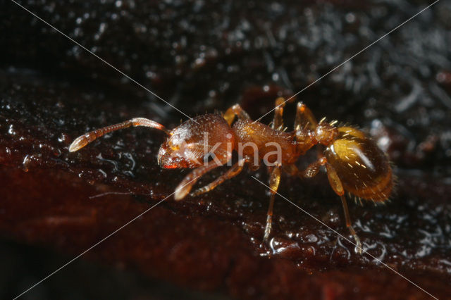 Bosslankmiertje (Leptothorax nylanderi)