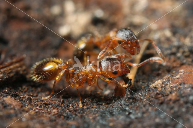 Bosslankmiertje (Leptothorax nylanderi)