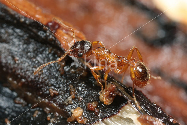 Bossteekmier (Myrmica ruginodis)