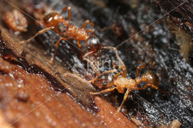 Bossteekmier (Myrmica ruginodis)