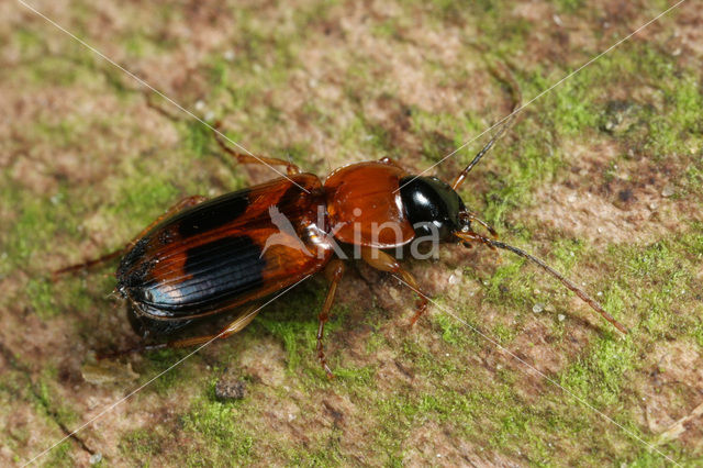 Bosstompkaak (Badister bullatus)