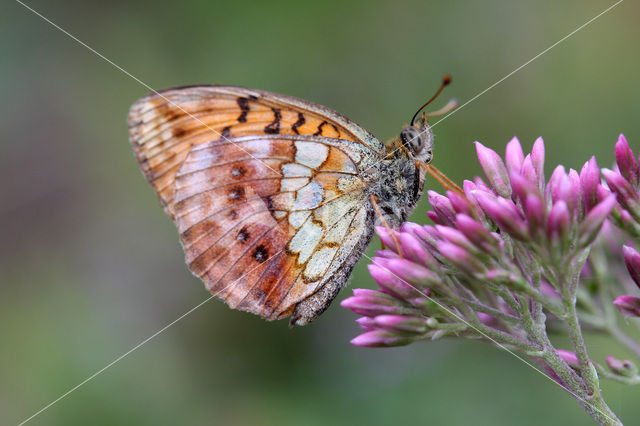 Braamparelmoervlinder (Brenthis daphne)