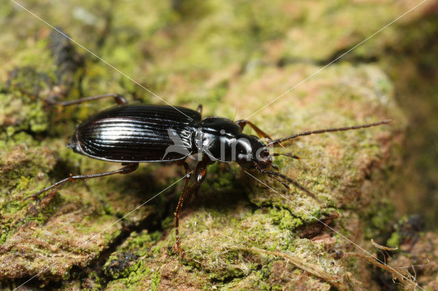 Breedhalsstompkaak (Badister dilatatus)