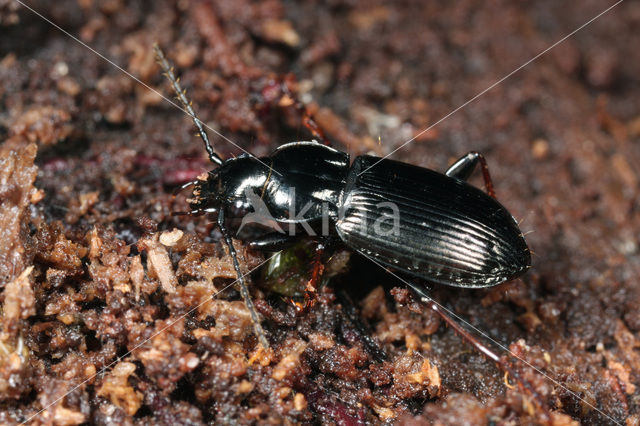 Bronzen Boszwartschild (Pterostichus oblongopunctatus)