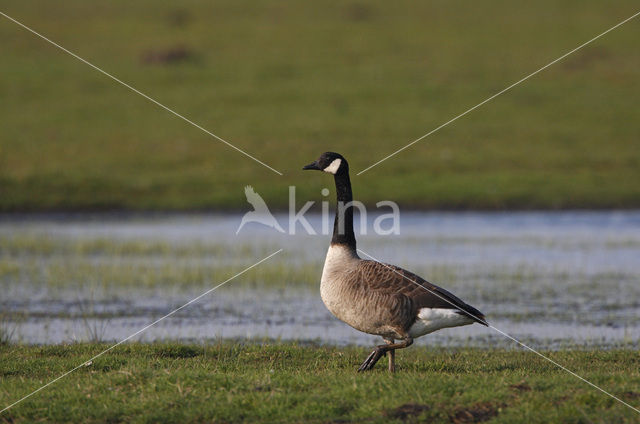 Canadese Gans (Branta canadensis)