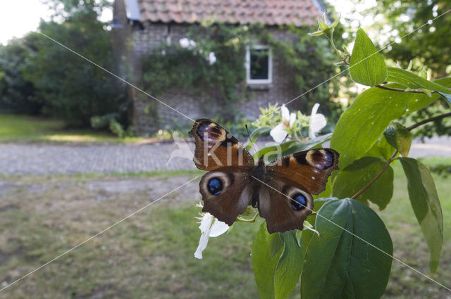 Dagpauwoog (Inachis io)