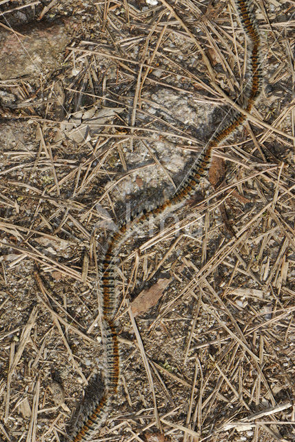 Dennenprocessierups (Thaumetopoea pityocampa)