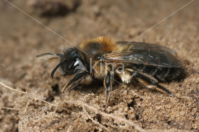 Donkere wilgenzandbij (Andrena apicata)