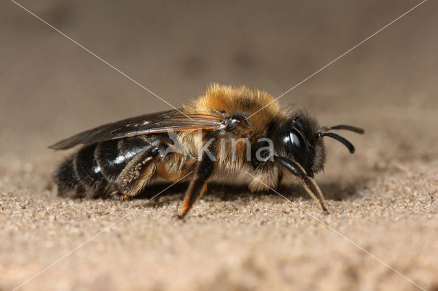 Donkere wilgenzandbij (Andrena apicata)