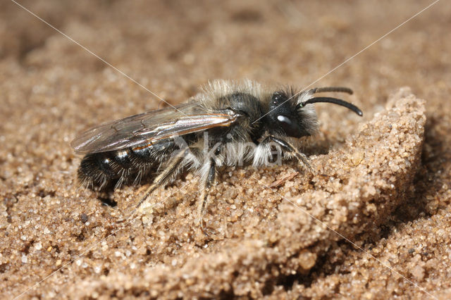 Donkere wilgenzandbij (Andrena apicata)